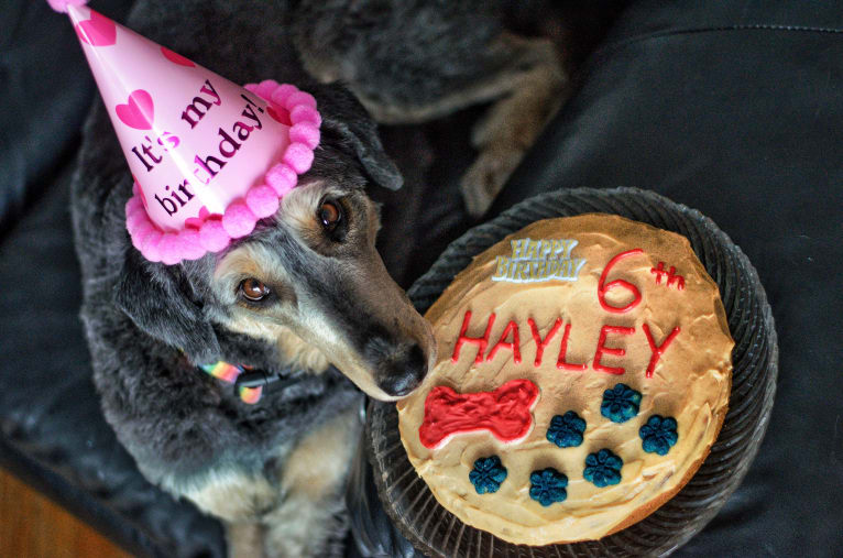 Hayley, an Aussiedoodle tested with EmbarkVet.com