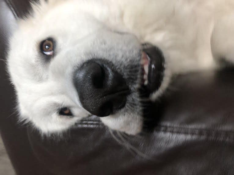 Looney “Chik’in Mini Bandit” Bear, a Great Pyrenees tested with EmbarkVet.com