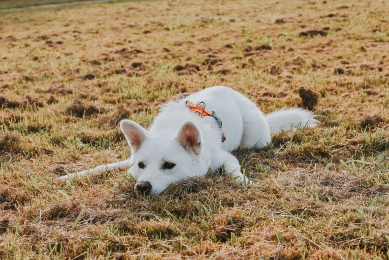 Nuru, a Japanese or Korean Village Dog and Jindo mix tested with EmbarkVet.com