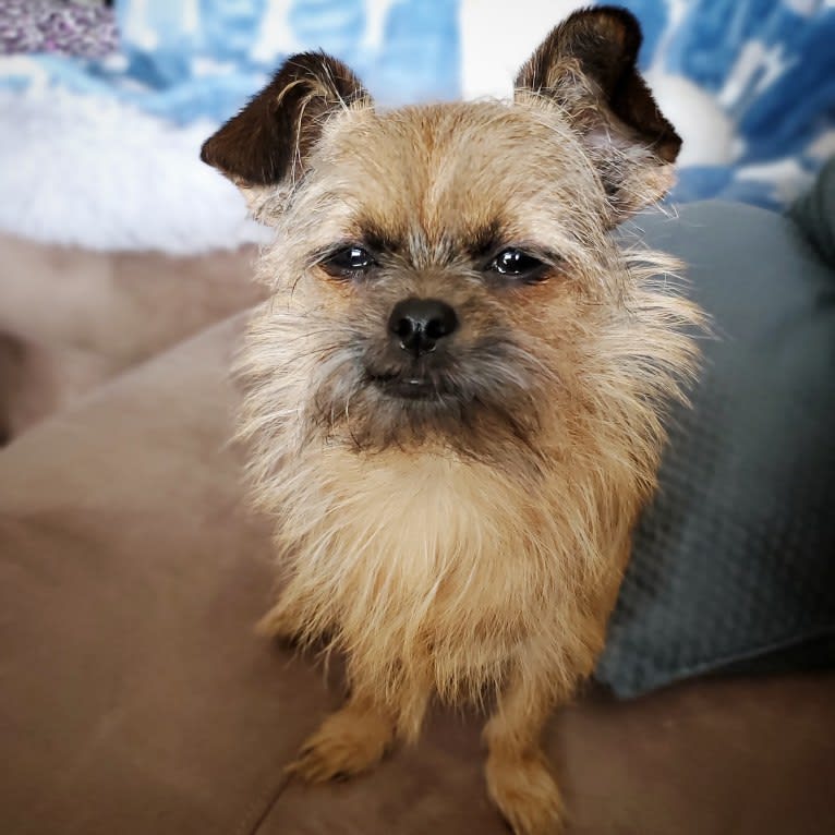 Pebbles, a Chihuahua and Pekingese mix tested with EmbarkVet.com