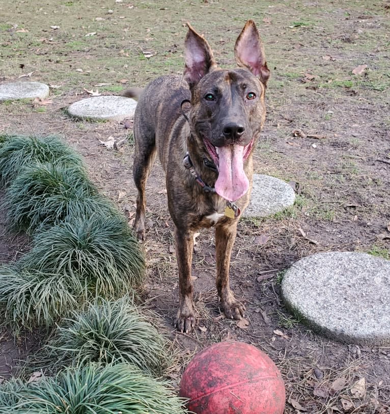 YOGI, a German Shepherd Dog and American Pit Bull Terrier mix tested with EmbarkVet.com