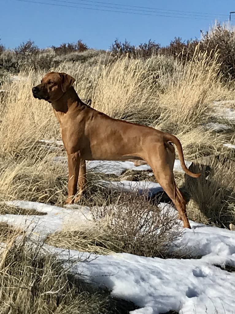 Hughie, a Rhodesian Ridgeback tested with EmbarkVet.com