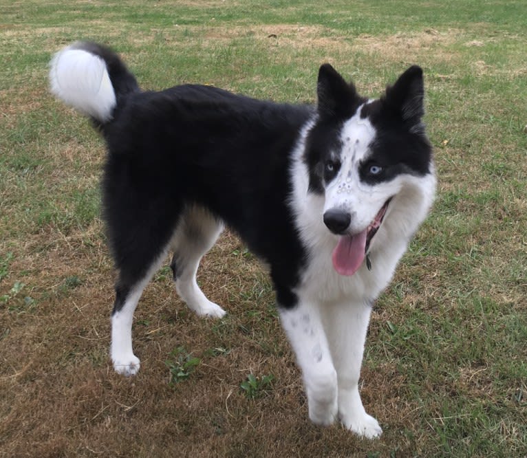 Creedence, a Yakutian Laika tested with EmbarkVet.com