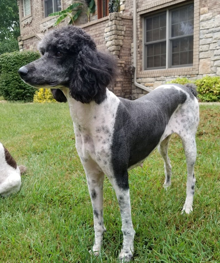 Chyna, a Poodle (Standard) tested with EmbarkVet.com