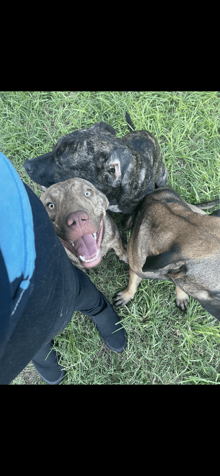 Duke, an American Pit Bull Terrier and Siberian Husky mix tested with EmbarkVet.com