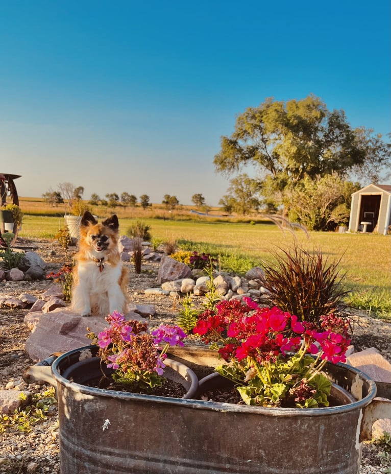 Taz, a Papillon tested with EmbarkVet.com