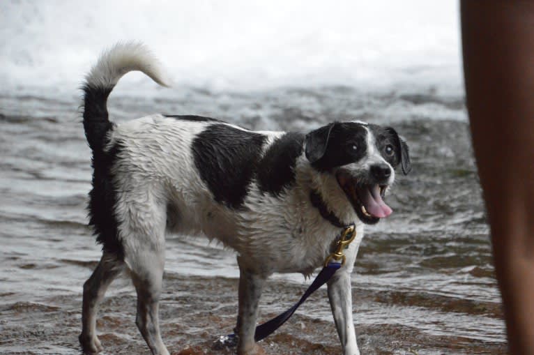 Jack, a Russell-type Terrier and Mountain Cur mix tested with EmbarkVet.com