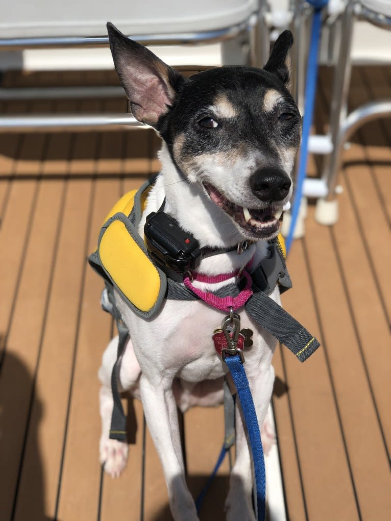 Snoopy, a Russell-type Terrier and Chihuahua mix tested with EmbarkVet.com