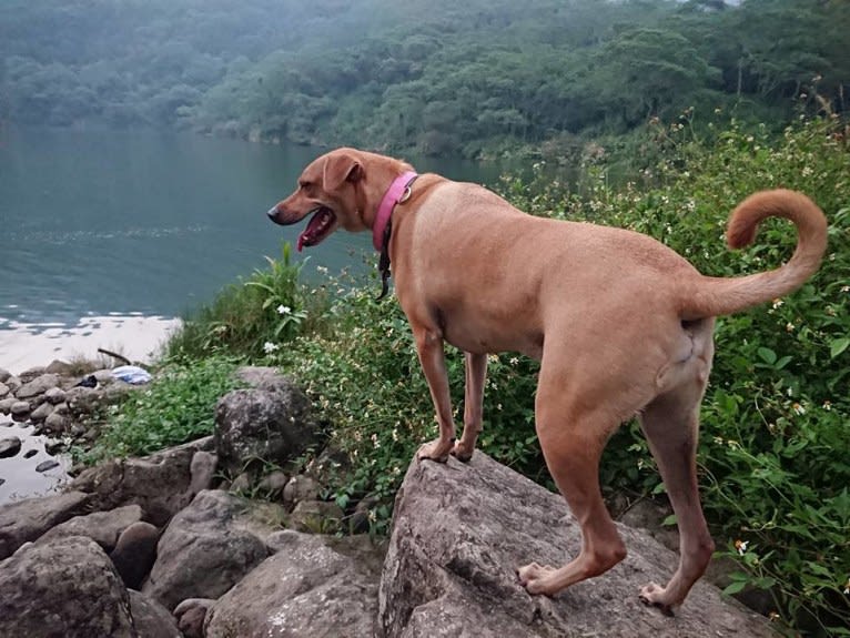 Louie, a Formosan Mountain Dog tested with EmbarkVet.com