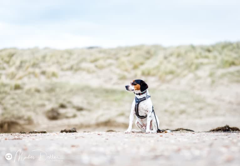 Storm, a Brittany and Russell-type Terrier mix tested with EmbarkVet.com