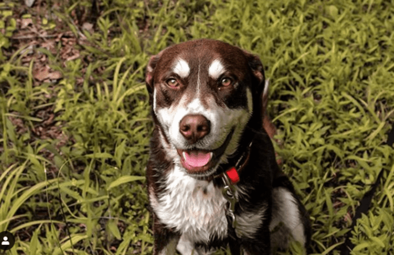 Brownie, a Siberian Husky and American Pit Bull Terrier mix tested with EmbarkVet.com