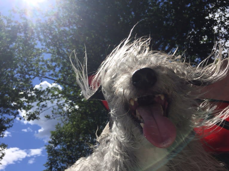 Joey, a Bedlington Terrier and Russell-type Terrier mix tested with EmbarkVet.com