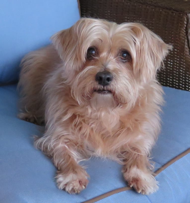 Molly, a Shih Tzu and Dachshund mix tested with EmbarkVet.com