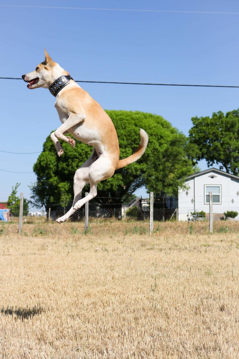 Rey, a Carolina Dog tested with EmbarkVet.com