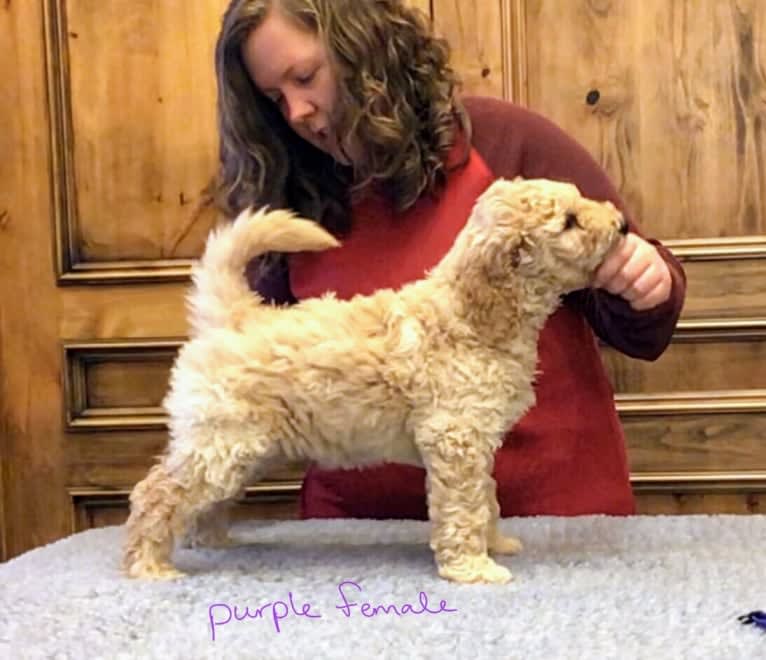 Sailor, a Goldendoodle tested with EmbarkVet.com