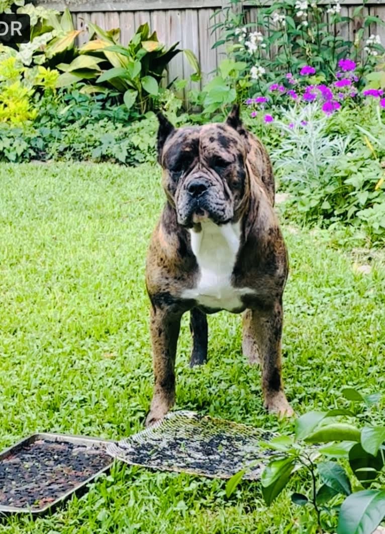 Oreo, a Bulldog and Boxer mix tested with EmbarkVet.com