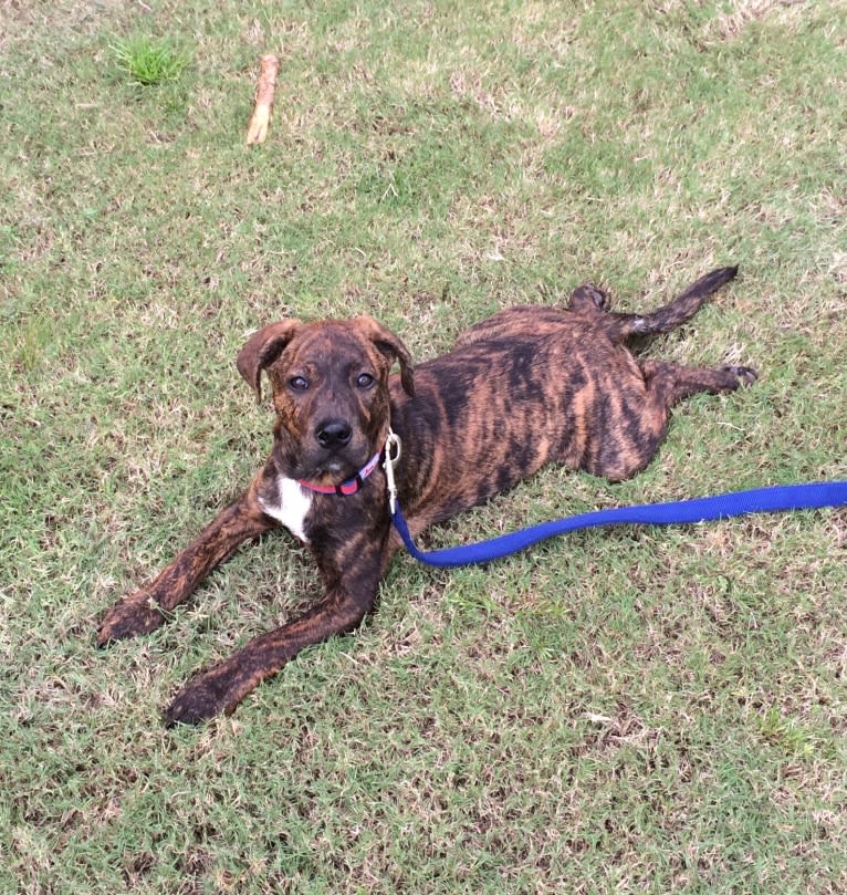 Remy, an American Pit Bull Terrier and Chow Chow mix tested with EmbarkVet.com