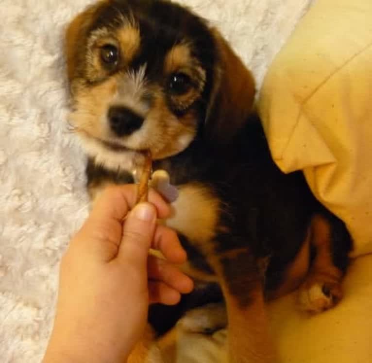 Iggy Pup, a Cavalier King Charles Spaniel and Miniature Schnauzer mix tested with EmbarkVet.com