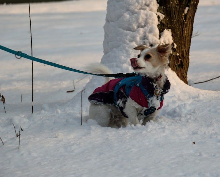 Lizzy (Eliza/Elizabeth), an Eastern European Village Dog and Pekingese mix tested with EmbarkVet.com