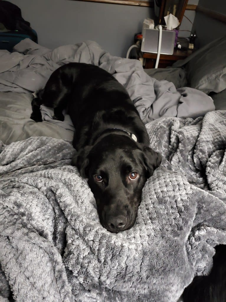 Buddy, an American Water Spaniel and Golden Retriever mix tested with EmbarkVet.com