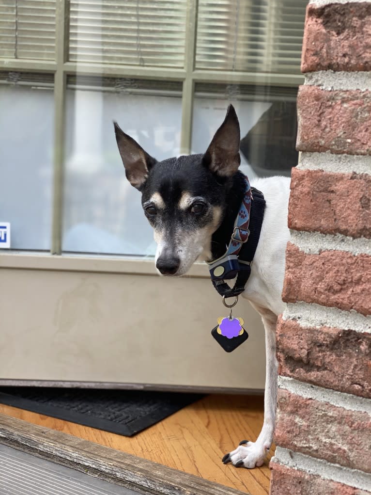 Snoopy, a Russell-type Terrier and Chihuahua mix tested with EmbarkVet.com