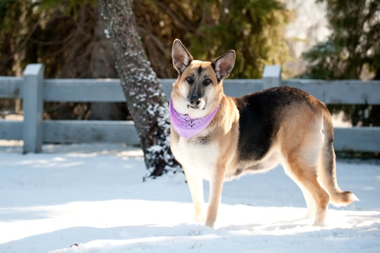 Brie, a German Shepherd Dog and American Eskimo Dog mix tested with EmbarkVet.com