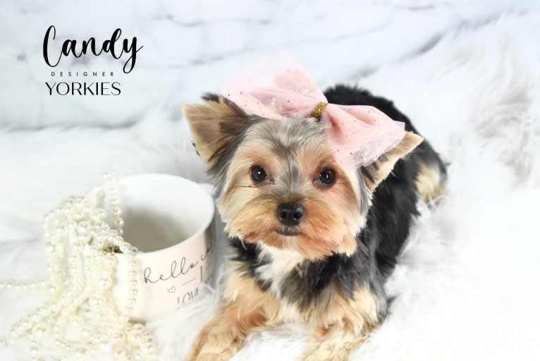 Candy, a Yorkshire Terrier tested with EmbarkVet.com