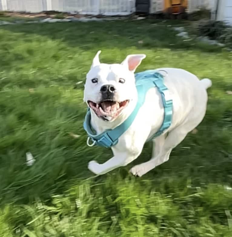Fetty, an American Pit Bull Terrier and American Staffordshire Terrier mix tested with EmbarkVet.com