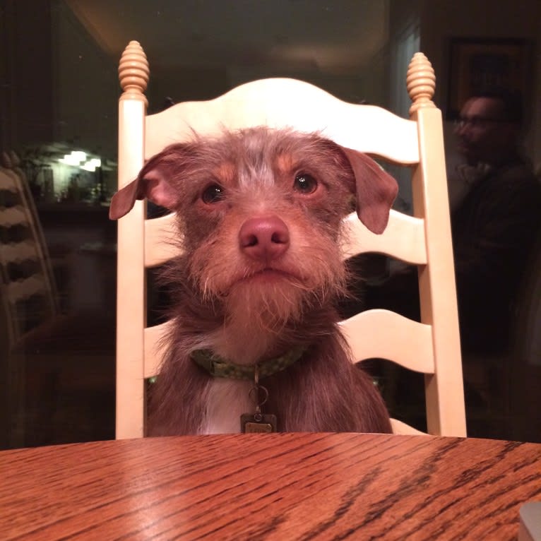 Leon, a Chihuahua and Rat Terrier mix tested with EmbarkVet.com