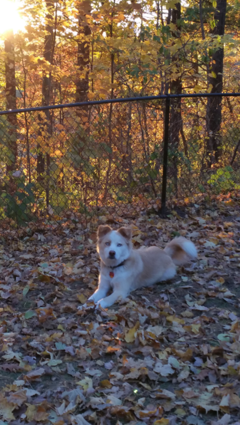 Vincent, a Siberian Husky and Boxer mix tested with EmbarkVet.com