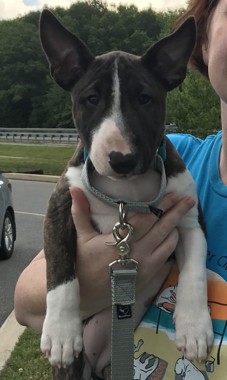 Rosie, a Miniature Bull Terrier tested with EmbarkVet.com