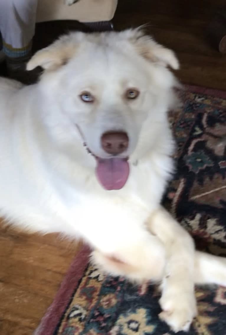 Zeus, a Siberian Husky and American Pit Bull Terrier mix tested with EmbarkVet.com