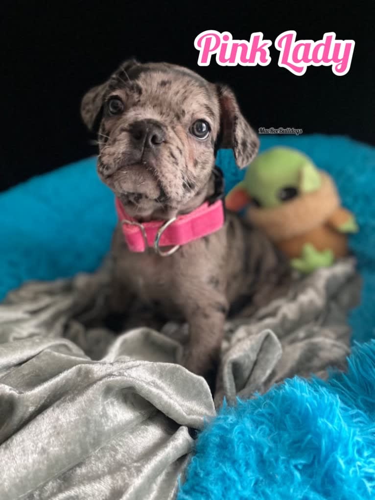 Pink Lady, a French Bulldog tested with EmbarkVet.com