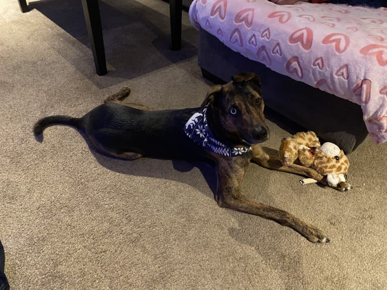Waldo, a German Shepherd Dog and Dalmatian mix tested with EmbarkVet.com