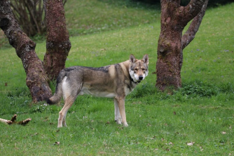 Choki, a Saarloos Wolfdog tested with EmbarkVet.com