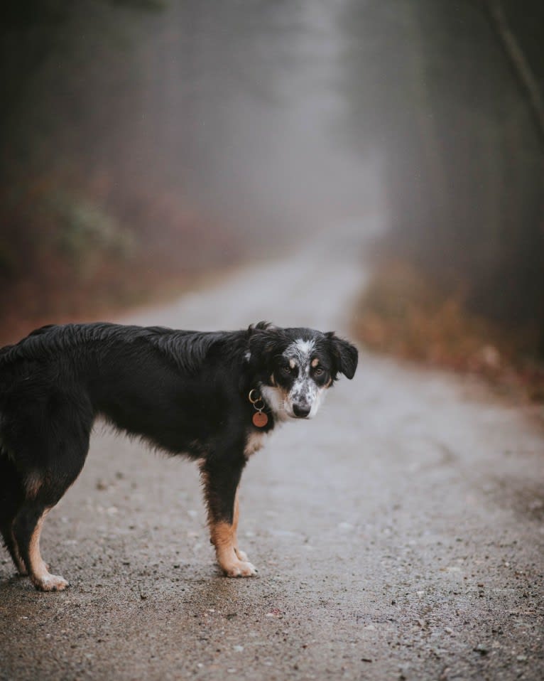 Marin, a Border Collie and Australian Cattle Dog mix tested with EmbarkVet.com