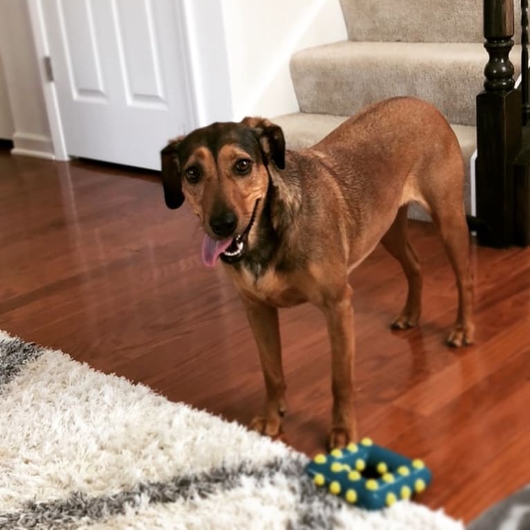 Penny, a Labrador Retriever and Cocker Spaniel mix tested with EmbarkVet.com