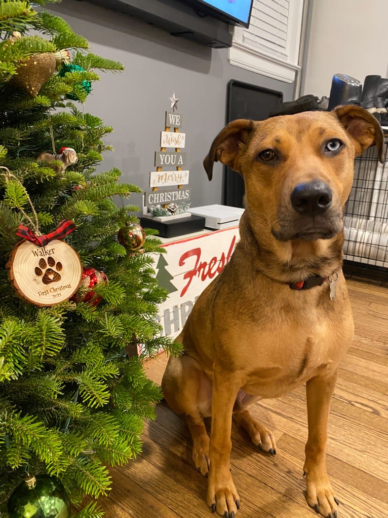 Walker, an American Pit Bull Terrier and Rottweiler mix tested with EmbarkVet.com