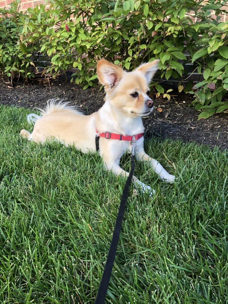 Luke, a Chihuahua and Shih Tzu mix tested with EmbarkVet.com