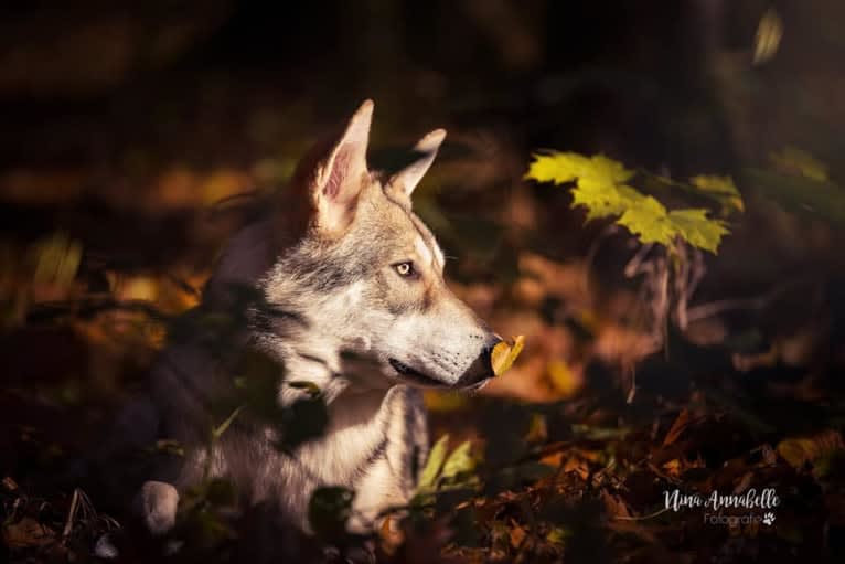 Cyrian Corvo Netis Tala, a Saarloos Wolfdog tested with EmbarkVet.com