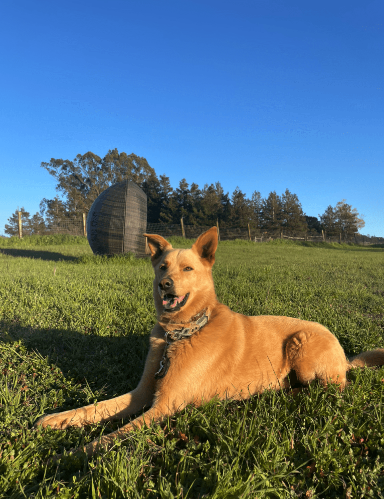 Goose, a German Shepherd Dog and Siberian Husky mix tested with EmbarkVet.com