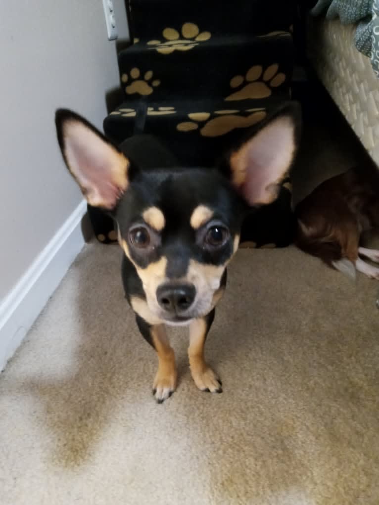Chico Matos, a Chihuahua tested with EmbarkVet.com