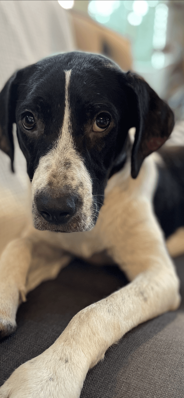 Lola, an American Pit Bull Terrier and Treeing Walker Coonhound mix tested with EmbarkVet.com