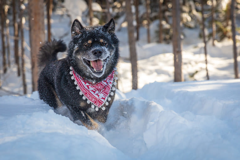 Kaiju Bear, an Akita and Alaskan Malamute mix tested with EmbarkVet.com