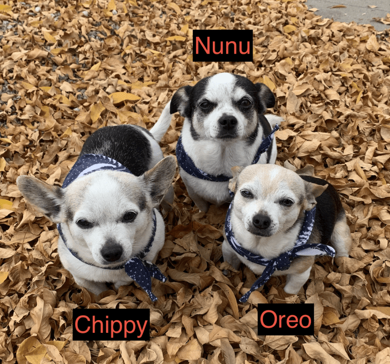 Nunu (+Oreo and Chippy), a Chihuahua and Dachshund mix tested with EmbarkVet.com