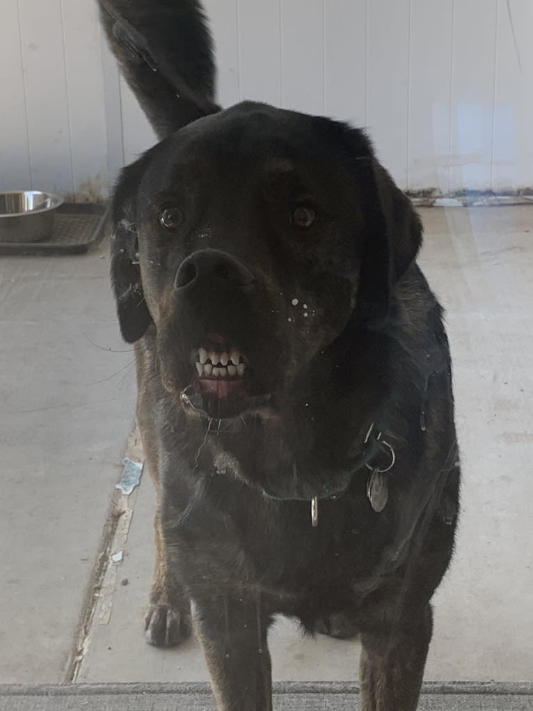 Leo, a Labrador Retriever and Golden Retriever mix tested with EmbarkVet.com