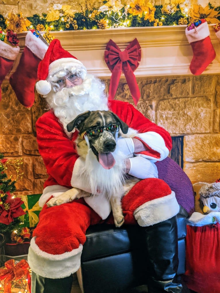 Daisy, a Great Pyrenees and Boxer mix tested with EmbarkVet.com