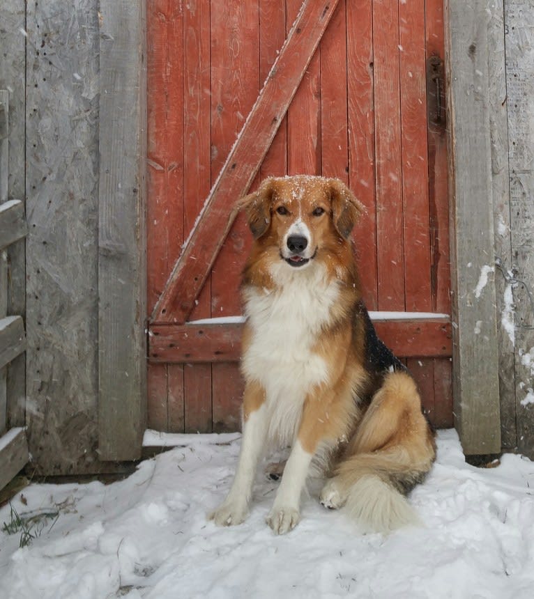 Buddy, a German Shepherd Dog and Collie mix tested with EmbarkVet.com