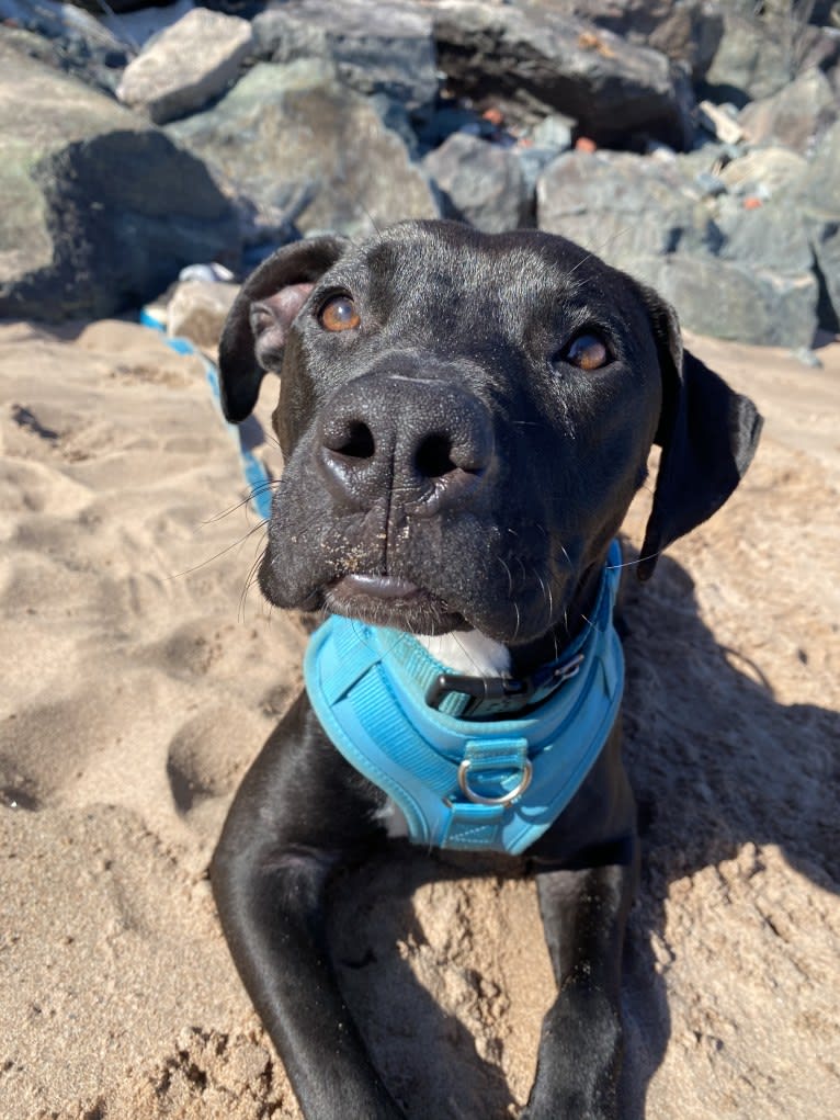 Zeuss, an American Pit Bull Terrier and Boxer mix tested with EmbarkVet.com