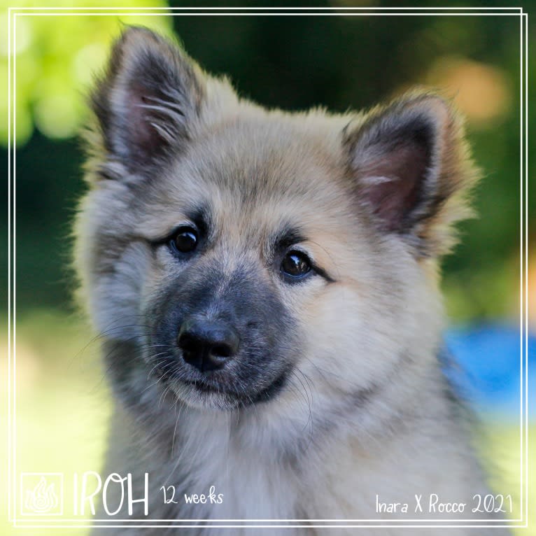 Iroh, an Icelandic Sheepdog tested with EmbarkVet.com